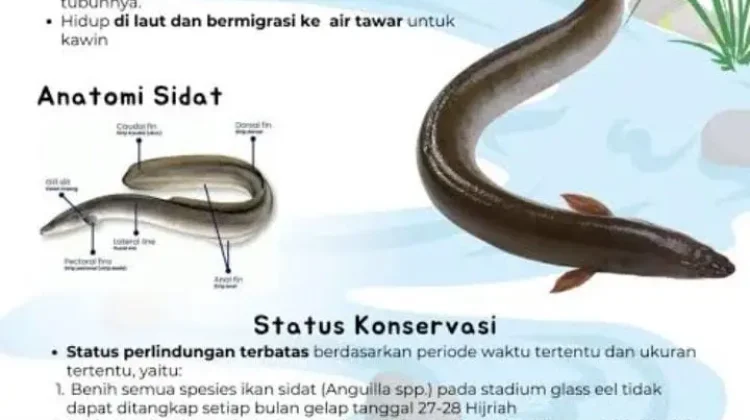 Kandungan dan manfaat ikan Sidat untuk Ibu Hamil.